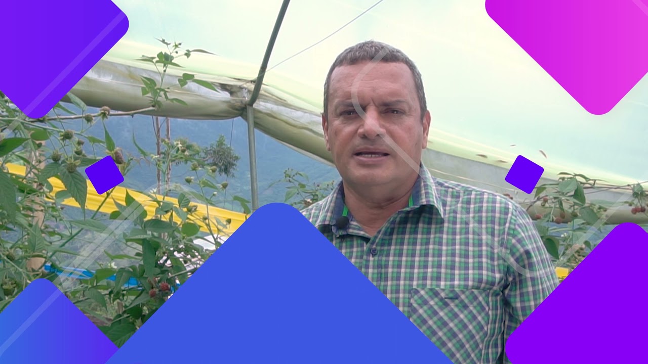Podas en el cultivo de la mora (tipos de ramas) #SomosUNAL