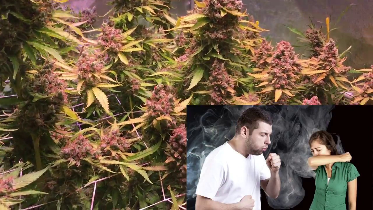 We want SMOOTH Smoke #opticledgrowerscup