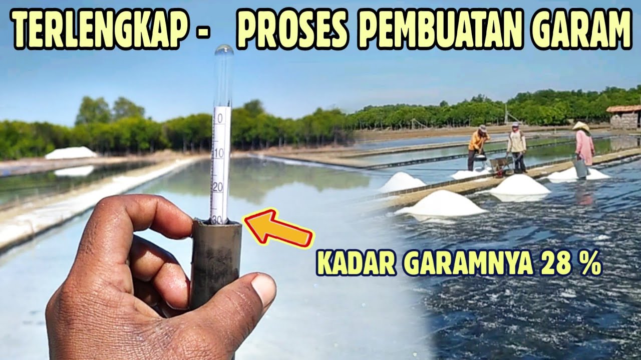 TAHAPAN DALAM PROSES PEMBUATAN GARAM || DARI AWAL HINGGA PANEN