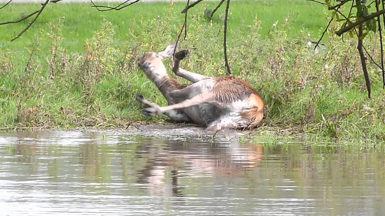 Deer having a mud bath in Bushy Park, funny!!