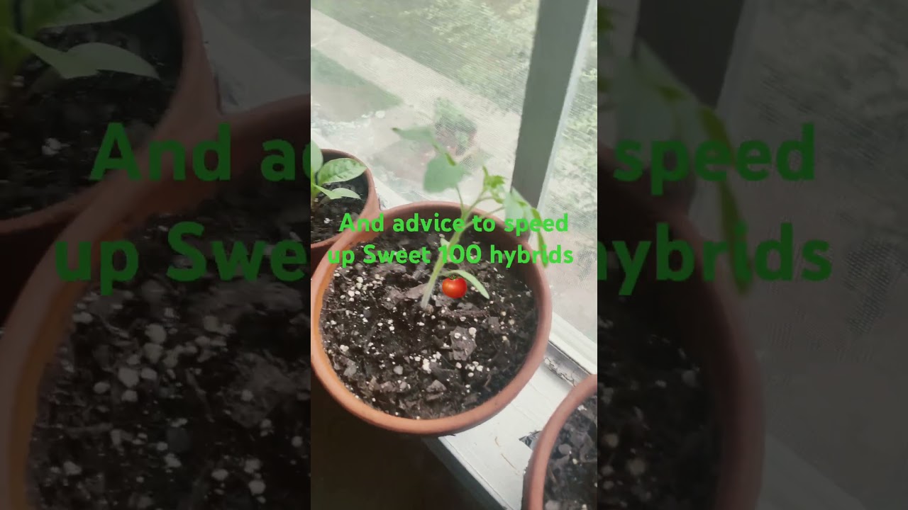 Sweet 100 hybrids #newgrower #growingfruitsincontainers #sweet100hybridtomatoes #GrowiFlavs&Fire