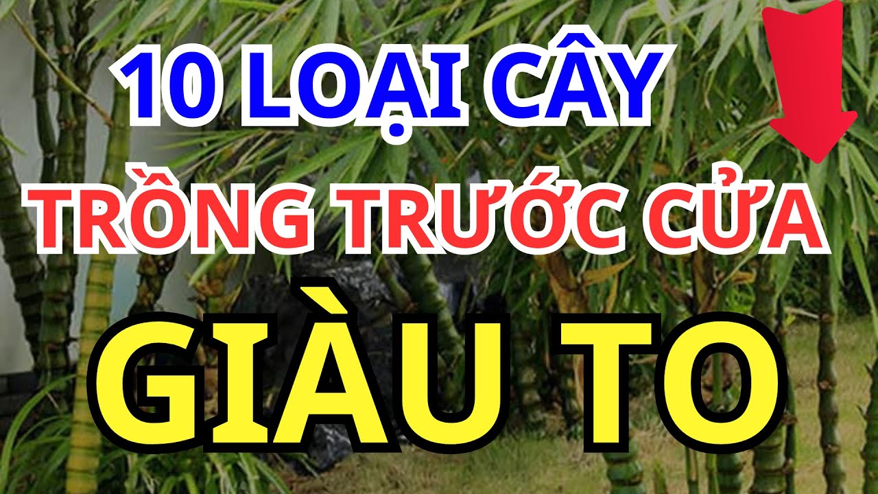 10 LOẠI CÂY TRỒNG TRƯỚC CỬA GIÚP GIA CHỦ THU HÚT TÀI LỘC, CẢ ĐỜI HƯỞNG PHÚC