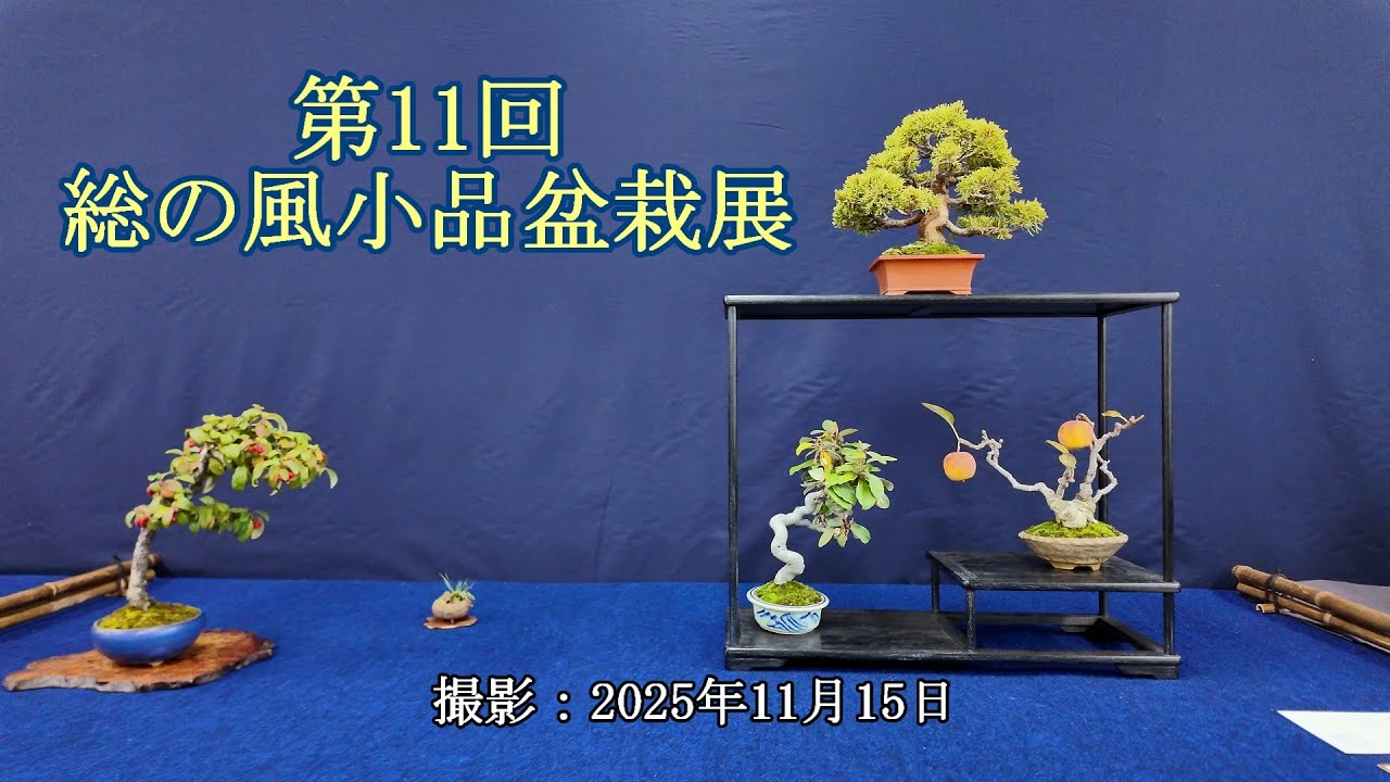 第11回総の風小品盆栽展 = 主催：方丈庵小品盆栽同好会 = [4K] The 11th Fusanokaze Shohin Bonsai Exhibition