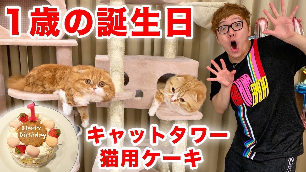 まるお&もふこ１歳の誕生日でキャットタワー２つと猫用ケーキをプレゼント！