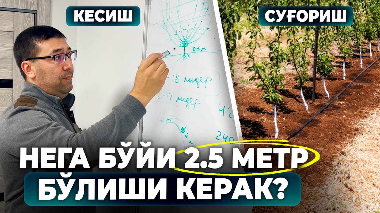 НИМА УЧУН ДАРАХТЛАР БЎЙИ 2.5 МЕТР БЎЛИШИ КЕРАК? | ШУҲРАТ АБРОРОВ #shuhratabrorov #kesish #sugorish