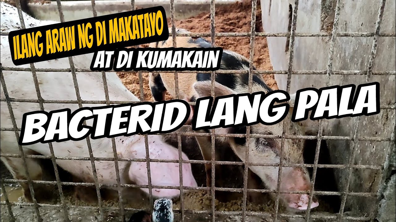 Baboy Na Hindi Kumakain At Hindi Makatayo | Bacterid Lang Pala Ang Gamot