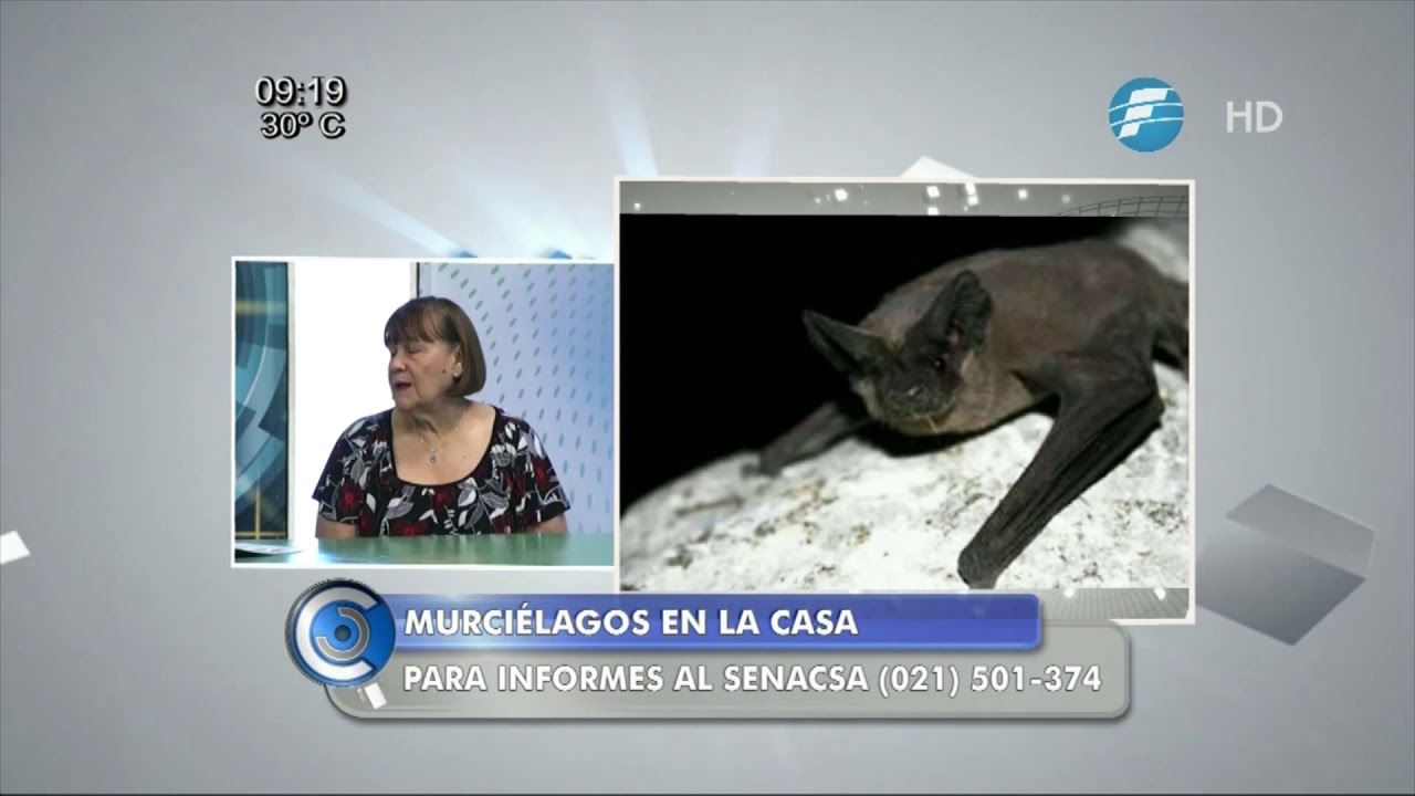 Como eliminar los murciélagos que se instalan en las casas