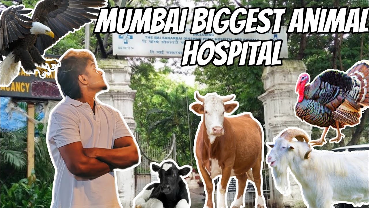 Mumbai Biggest Animal Hospital | Eagle 🦅 Rescue Vlog