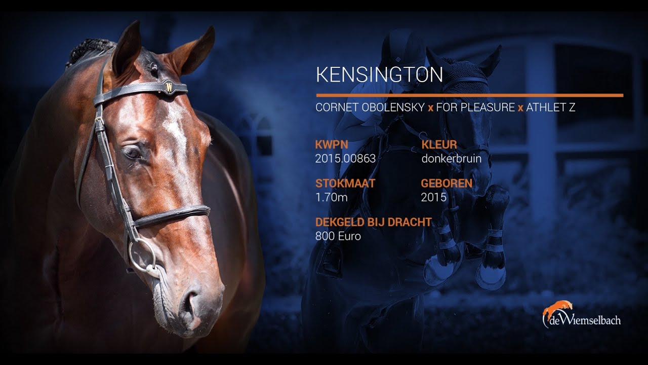 KENSINGTON (Hengstenvideo NL 2020 / Training at the Wiemselbach)