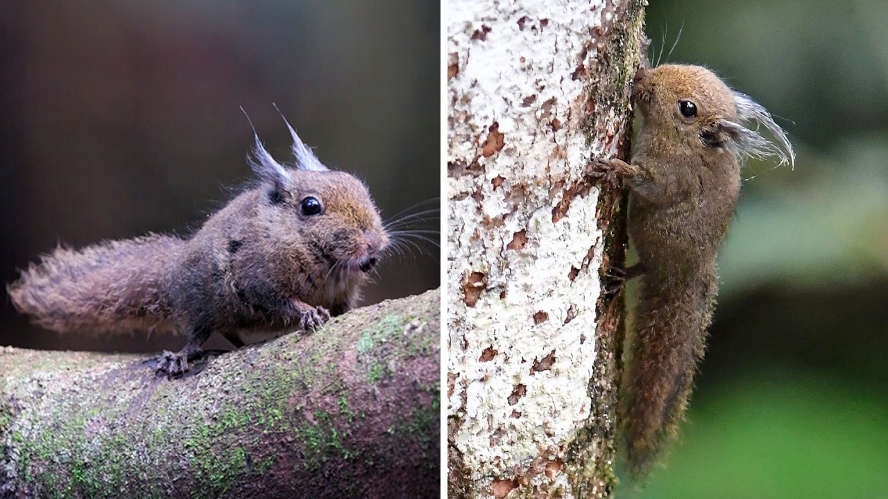 Tufted Pygmy Squirrel 🐿 The SMALLEST Squirrel!