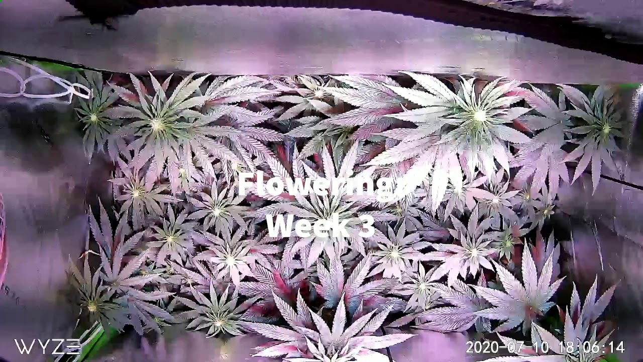 Timelapse ⏳ Cannabis Flowering (week 3)