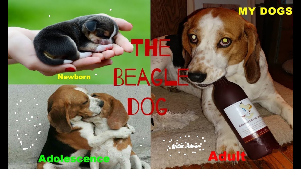 The Beagle Dog★ From Newborn To Adult Years Old ★ Transformation Through The Years [HD]
