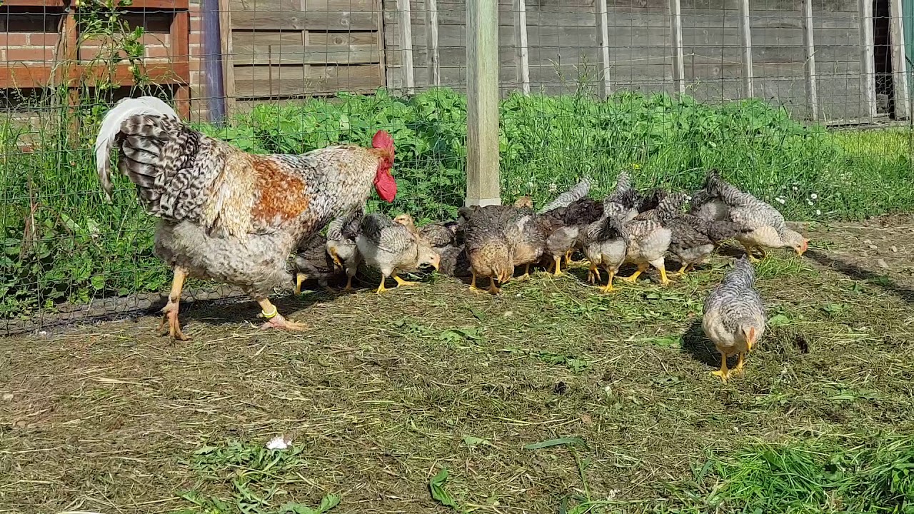 K&uuml;ken sieben Wochen alt - Zeit des freien Ausgangs! Bielefelder Kennhuhn.