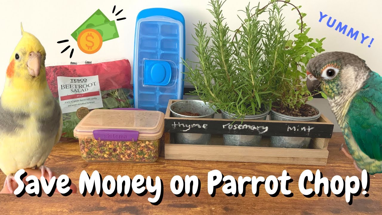 How to Save Money on Parrot Chop! | BirdNerdSophie