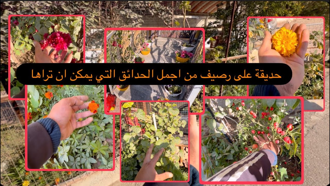 حديقة على الرصيف تعالوا نشاهد اجمل النباتات الدائميه والموسمية 