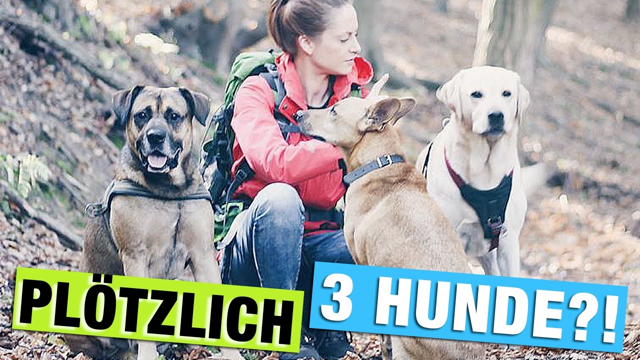 WIESO haben wir 3 HUNDE? Urlaub mit Hund | Gassi Hunde Vlog