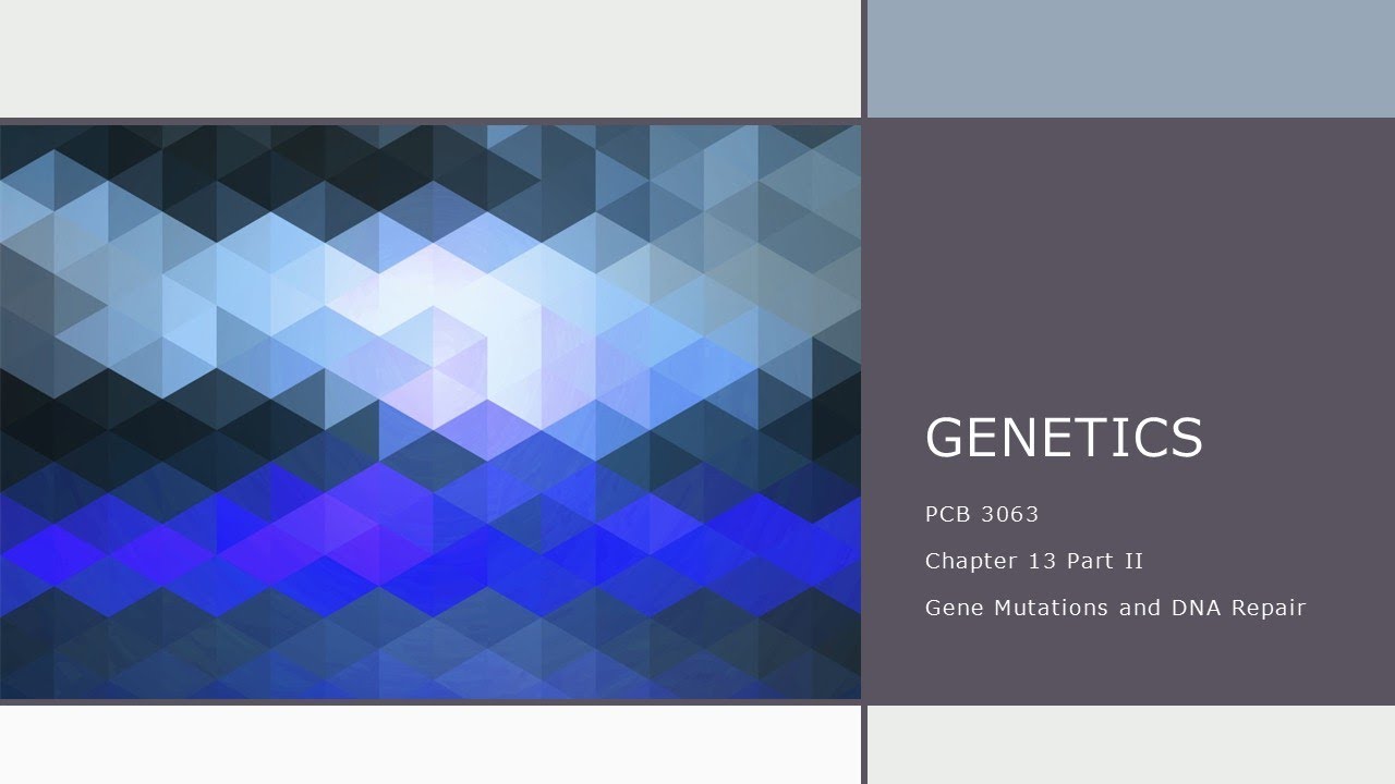 Chapter 13   Part 2   Gene Mutations and DNA Repair