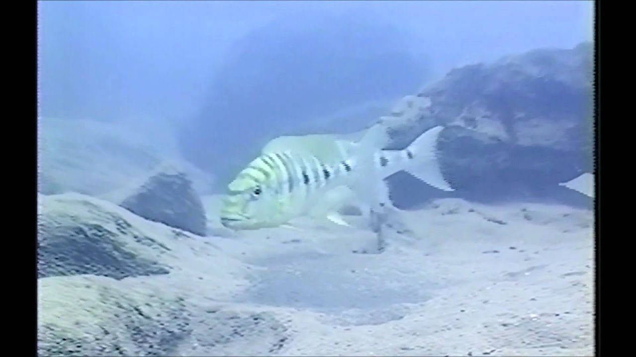 タンガニーカ湖のシクリッド達  Cichlids Of Lake Tanganyika