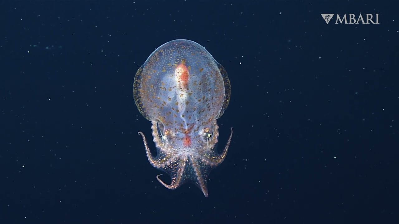 Quick camouflage helps the midwater octopus survive in the ocean’s twilight zone