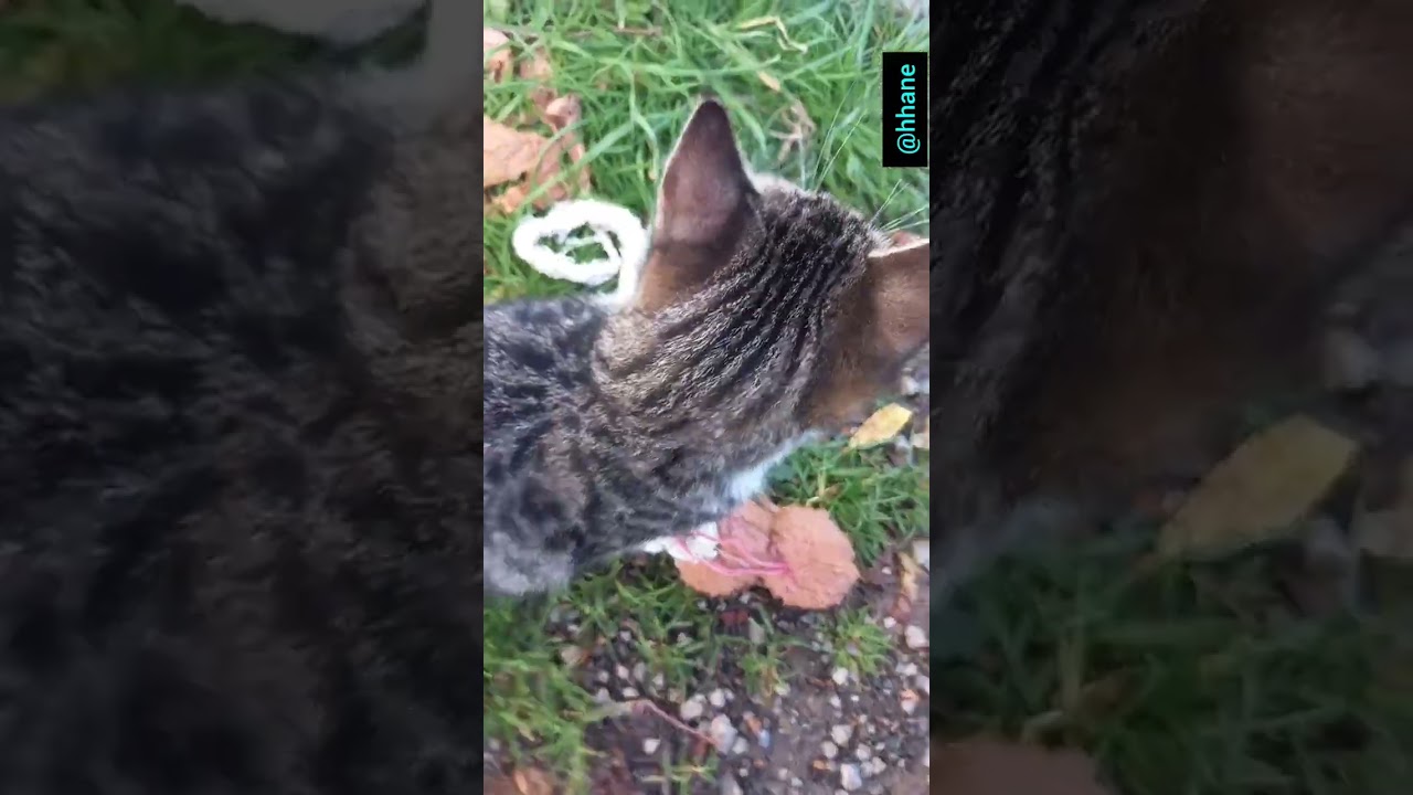 Bizim sevimli uşaklardan güzel hoş tatlı kareler #keşfet #beğen #cat #newvideo #aboneol #kedi 