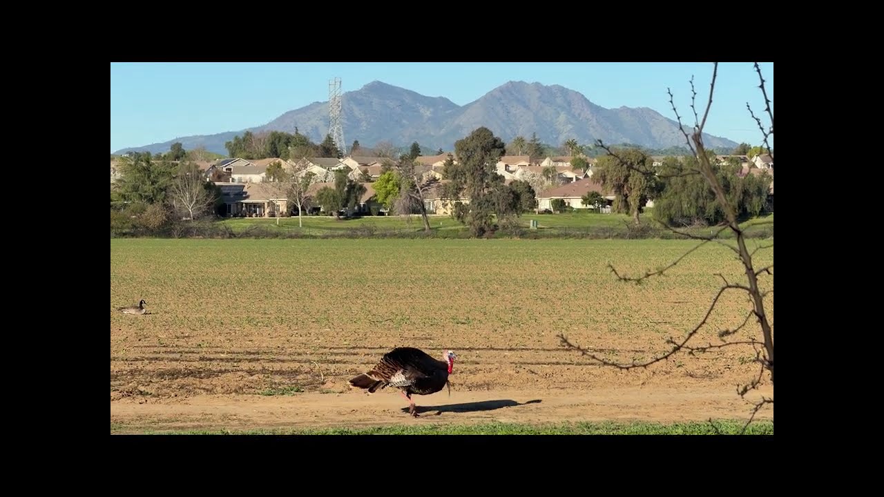 easy cross training bike ride today/ turkeys and mt. diablo views