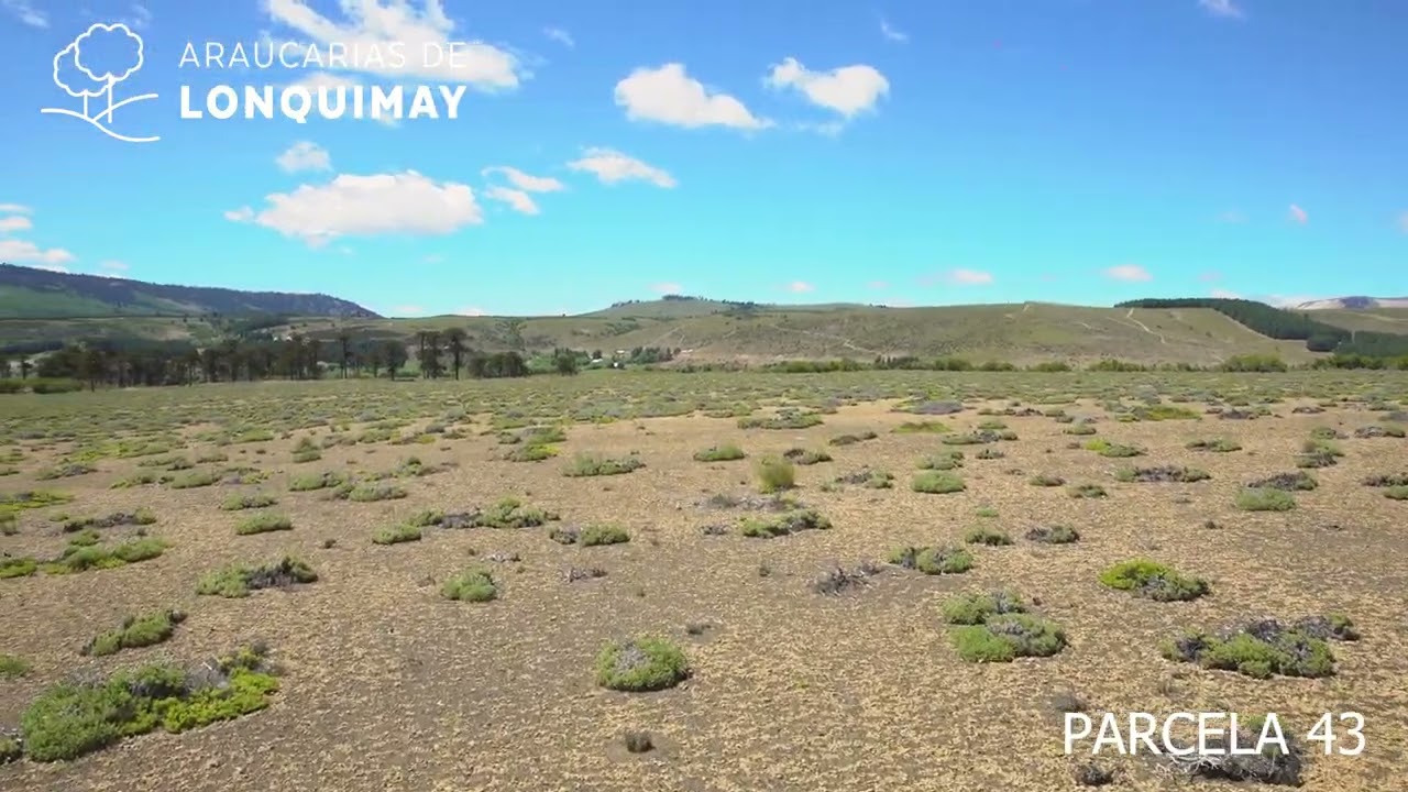 Parcela 43 - Araucarias de Lonquimay