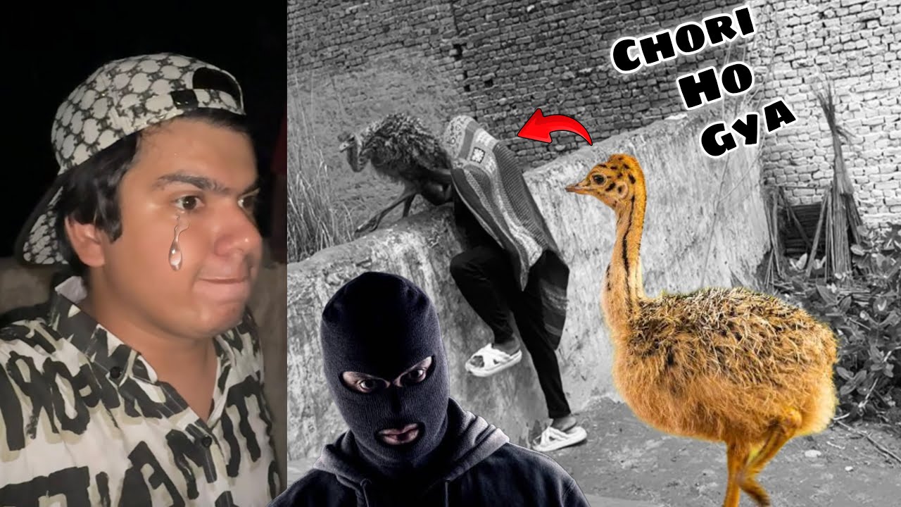 Ostrich Baby Chori Ho Gya 😭 