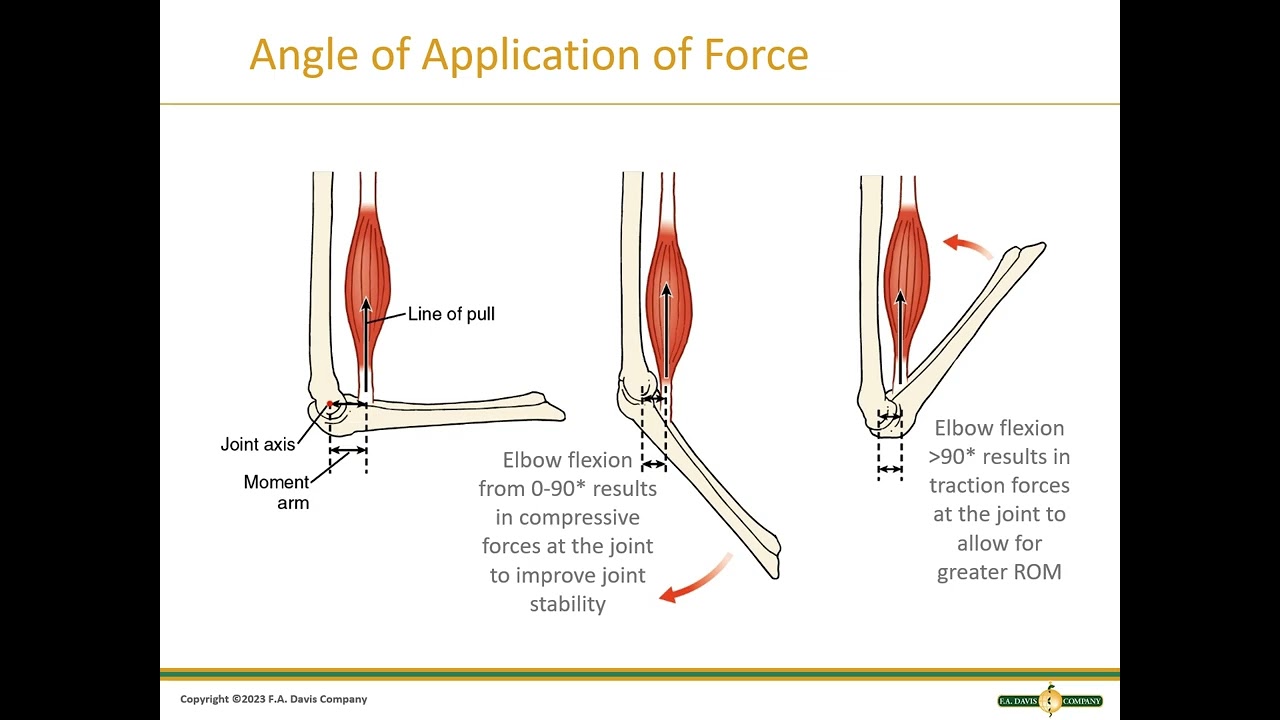 Chp 02 Basic Biomechanics