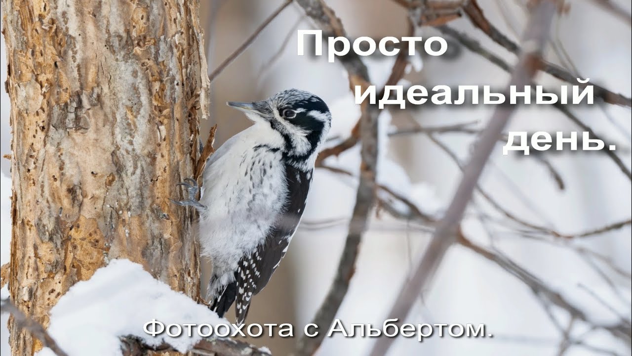 Фотоохота с Альбертом. Просто идеальный день.