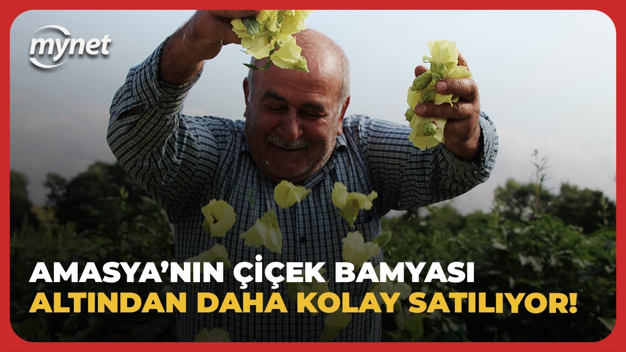 Amasya'nın ‘tescilli sarı altını' çiçek bamyası altından daha kolay satılıyor!