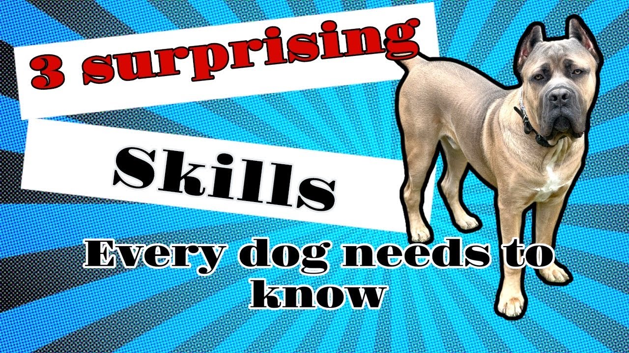 Three surprising skills every dog should know ￼