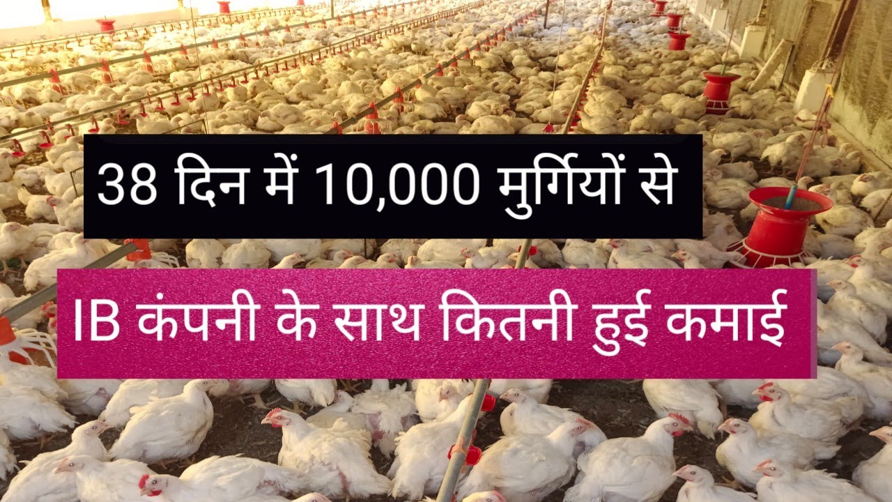 IB कंपनी के साथ कॉन्ट्रैक्ट फार्मिंग में 10,000 मुर्गियों के EC पोल्ट्री फार्म में कितनी हुई कमाई