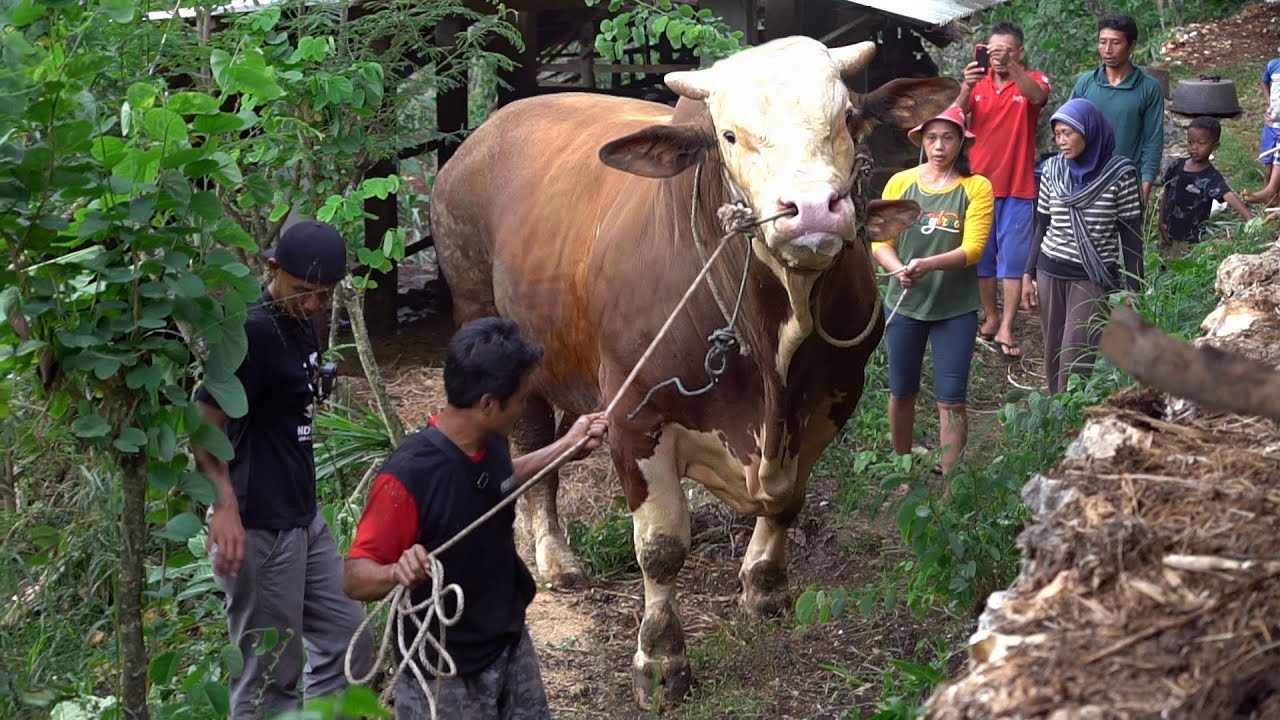 BIKIN GEG3R 1 KAMPUNG !! PROSES JEMPUT 3 SAPI RAKASASA DARI KANDANG EKSTR1M