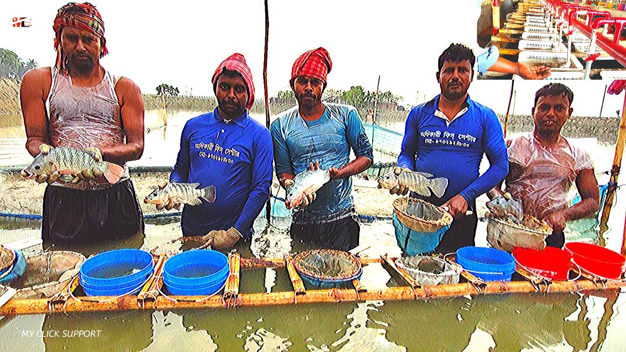 Miraculous! Breeding Biology of  Monosex Tilapia Seed production of Genetically Improved Farmed