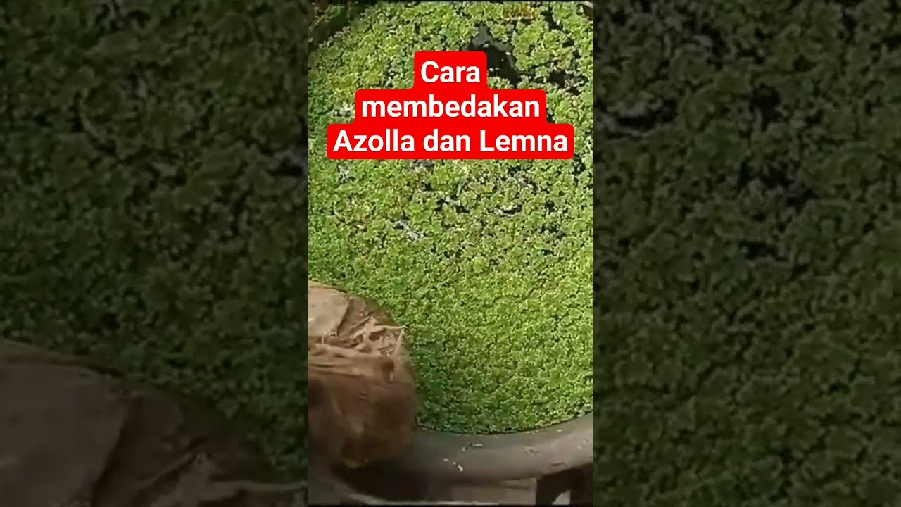 Cara membedakan Azolla dan Lemna