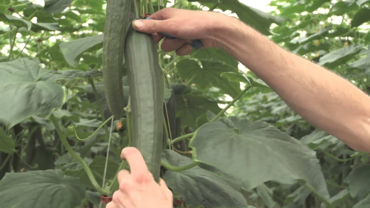 Hortus Regius