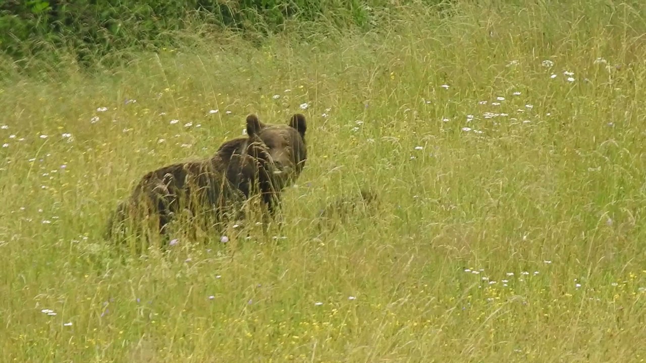 Bieszczadzkie spotkania z przyrodą cz.1
