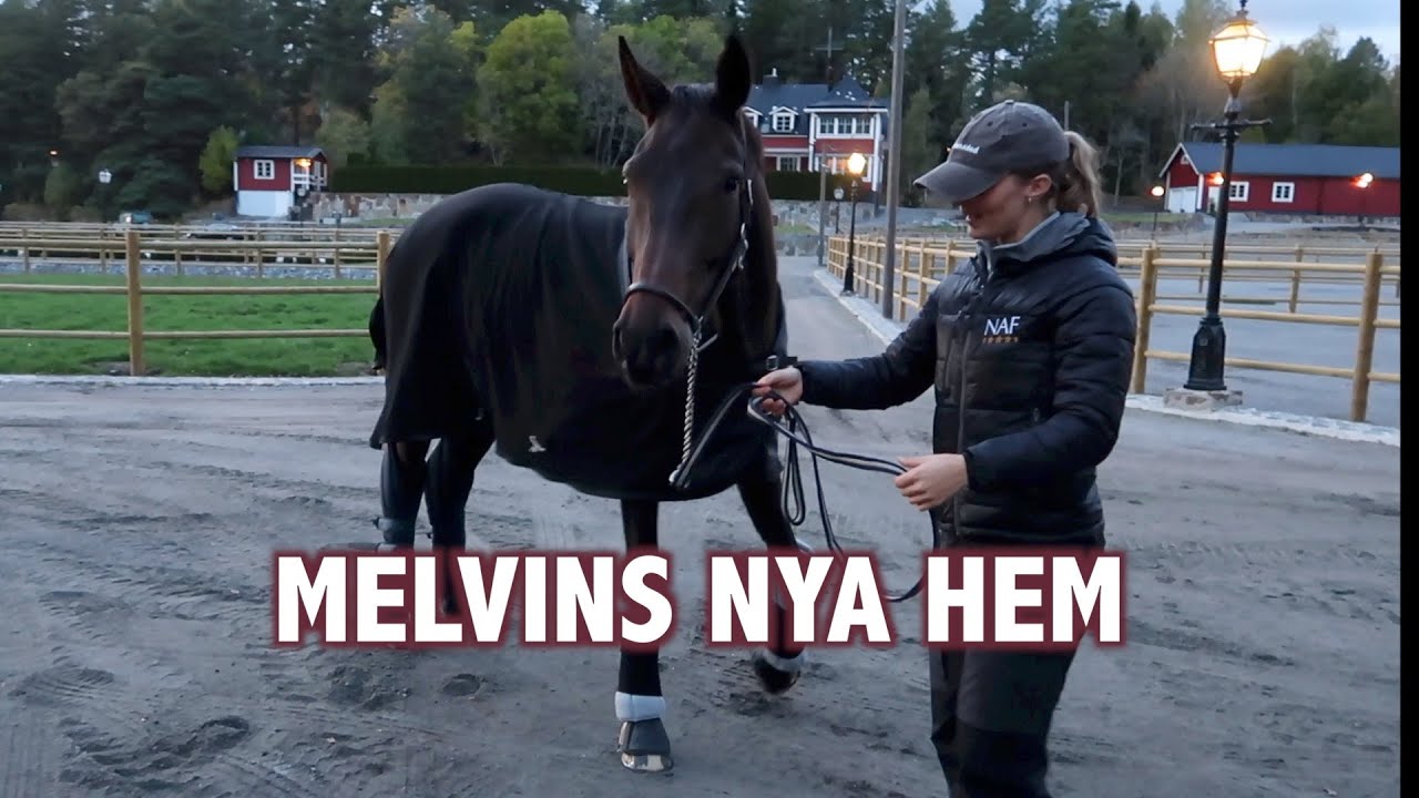 ♘ STALLVLOGG♘ MELVIN FLYTTAR