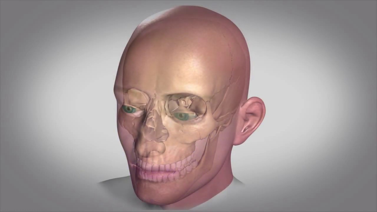 Embriologia do Desenvolvimento Craniofacial Primário (Legendado)
