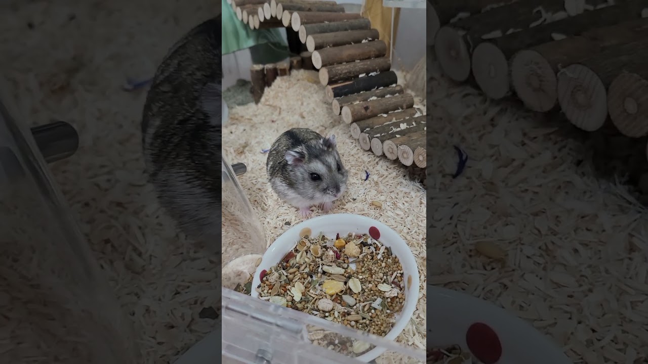 야, 천둥이. Hey, cheondoong.