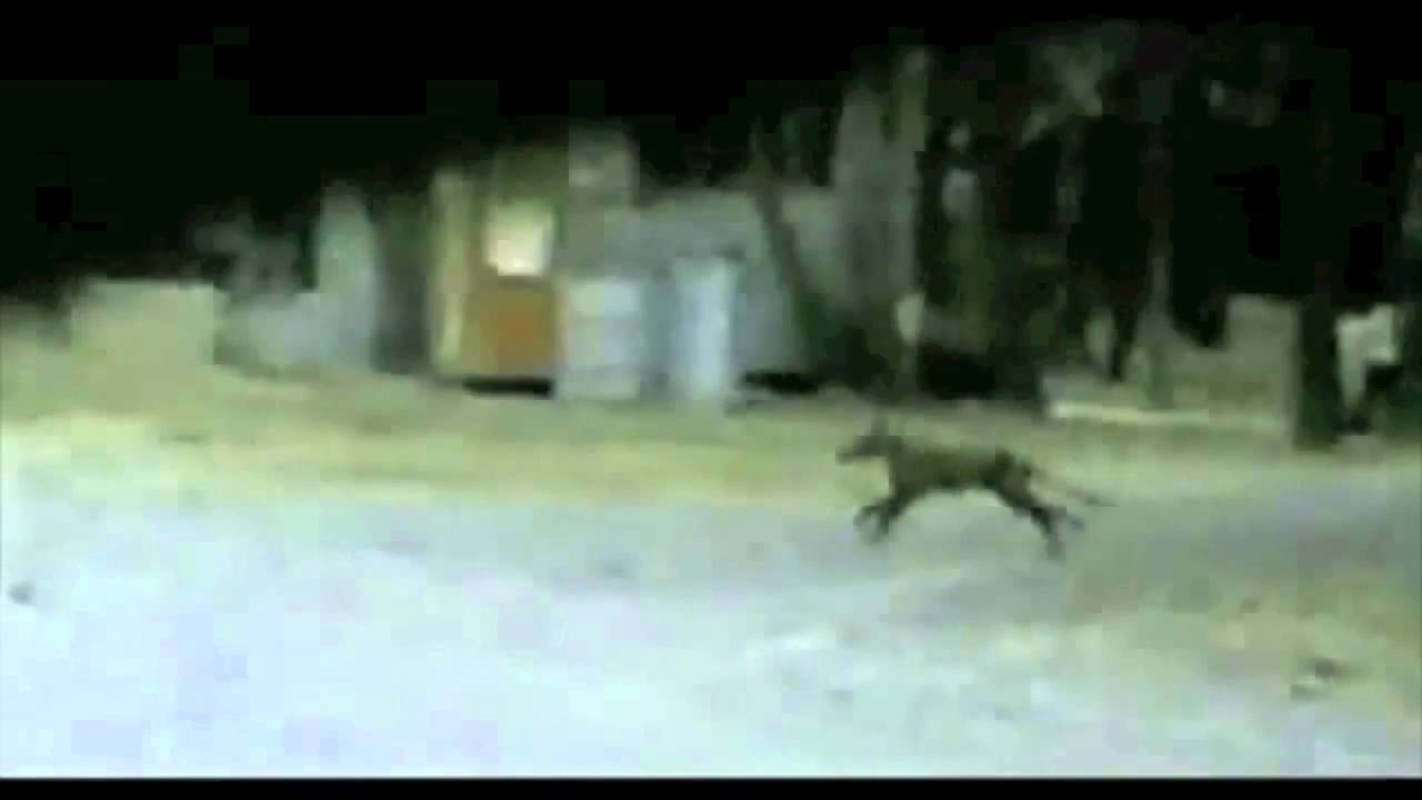 Thylacine HD Version