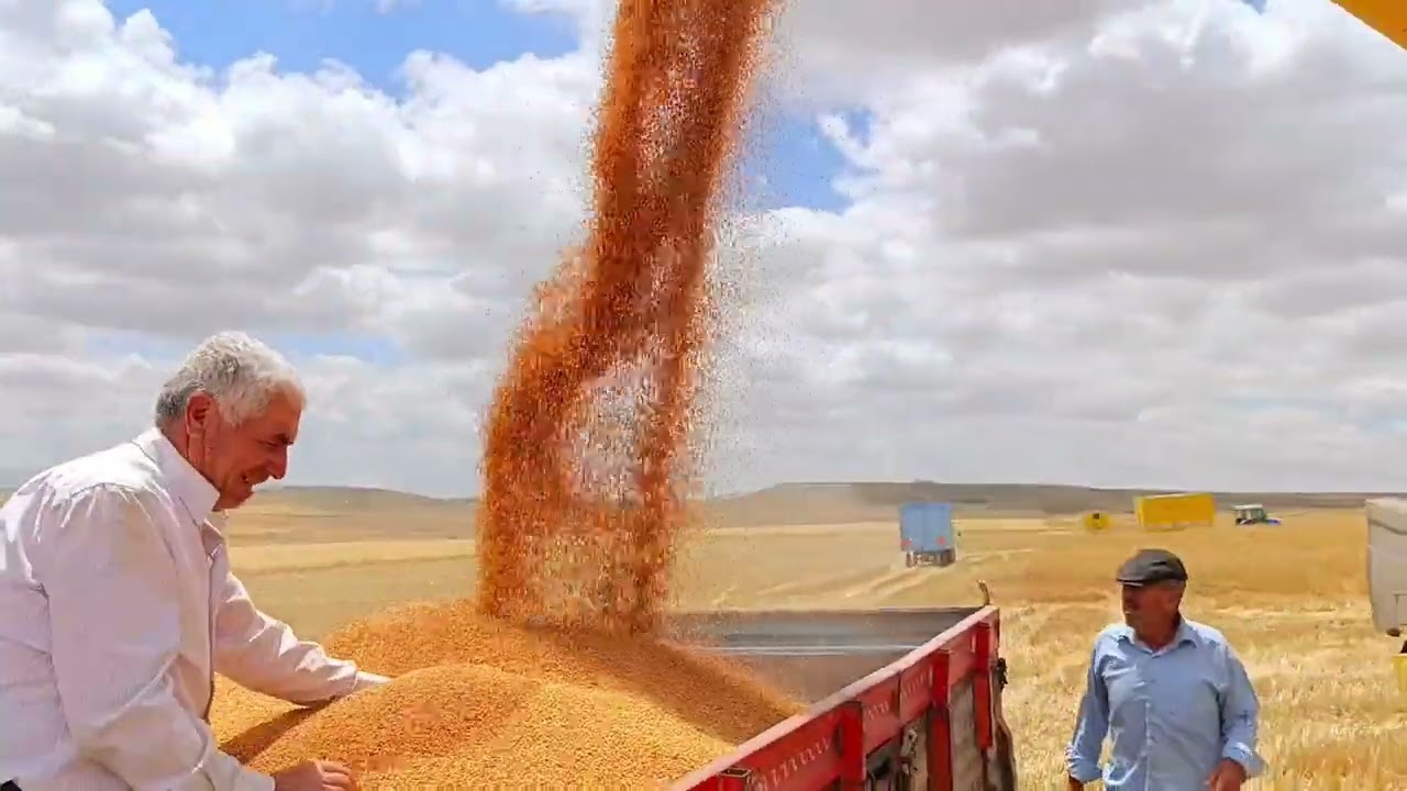 Nevşehir İnallı köyünde hasat zamanı 2024