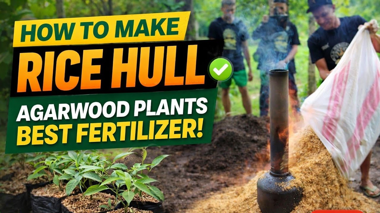 🌱How To Make Rice Hull as Organic Fertiliser for your Agarwood Plants🌳#highlights #foryou #agarwood 