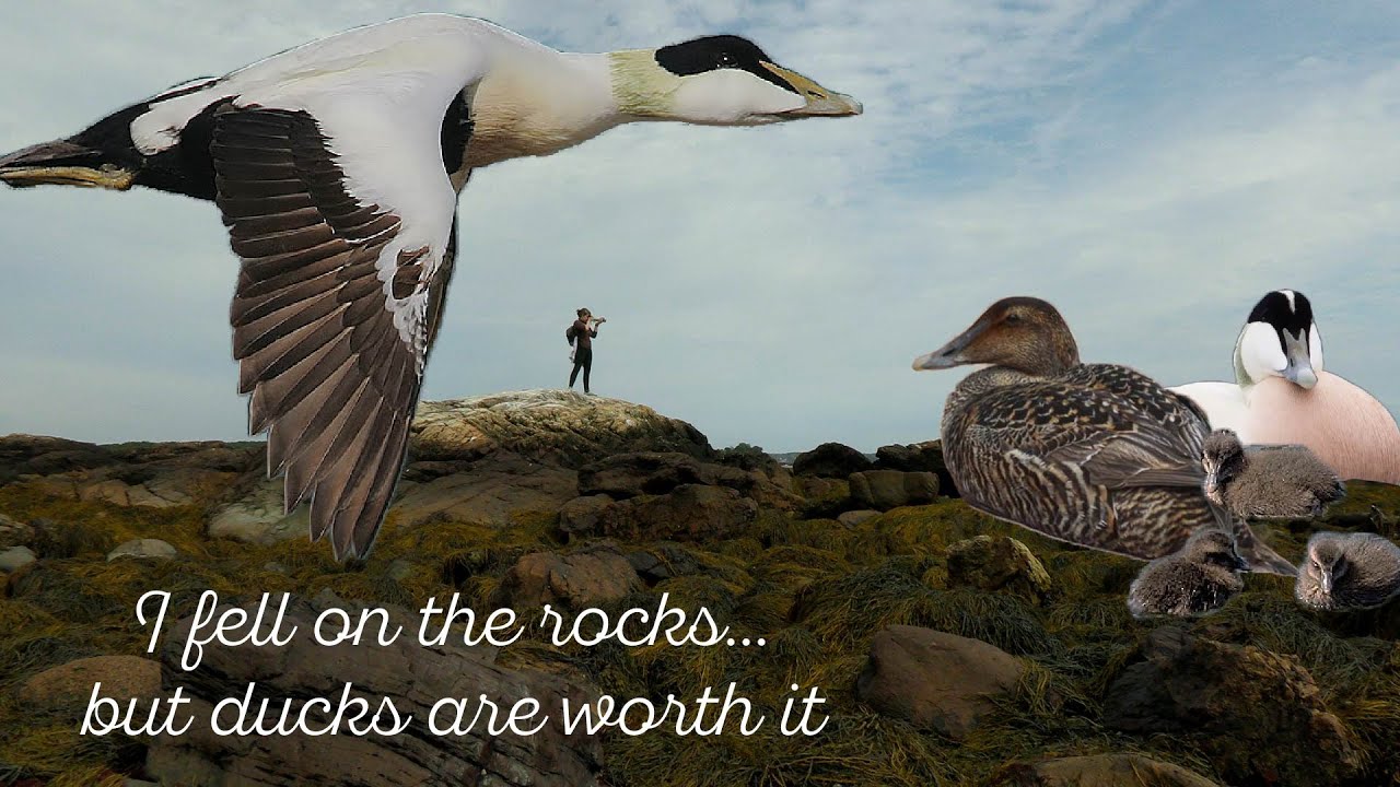 Common Eider: One big duck