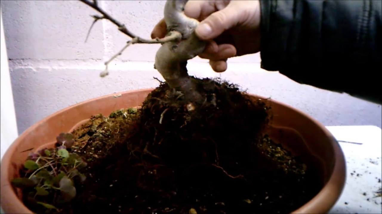 Transplante de  manzano