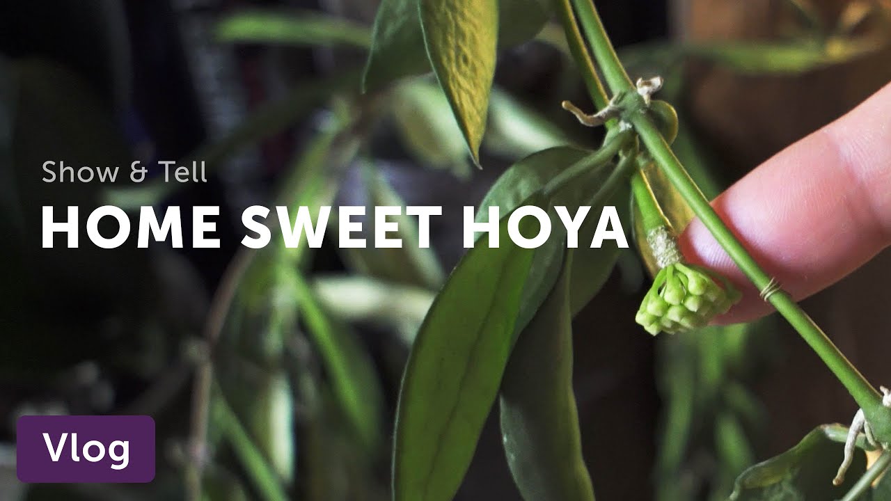 Hoya Home Tour — Vlog 008