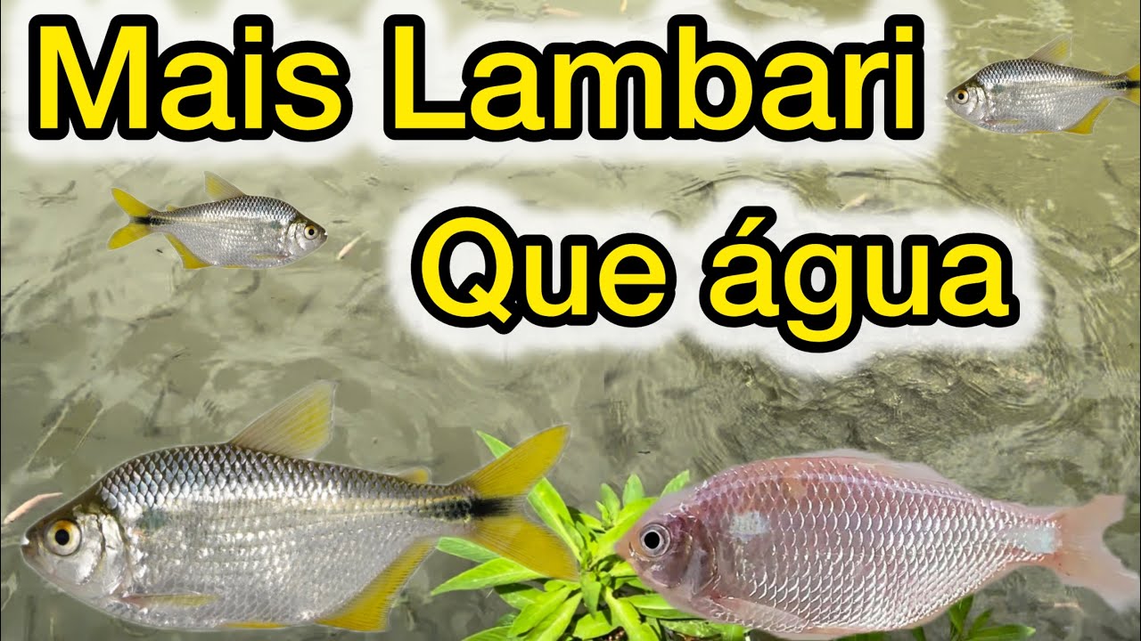NUMCA VI TANTO LAMBARI - Vida na roça 