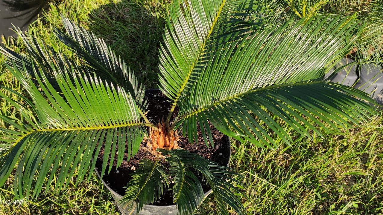 @czarnyheniek Cycas Revoluta po 8 miesiącach u mnie, przyrosty, system korzeniowy, przesadzanie 😉