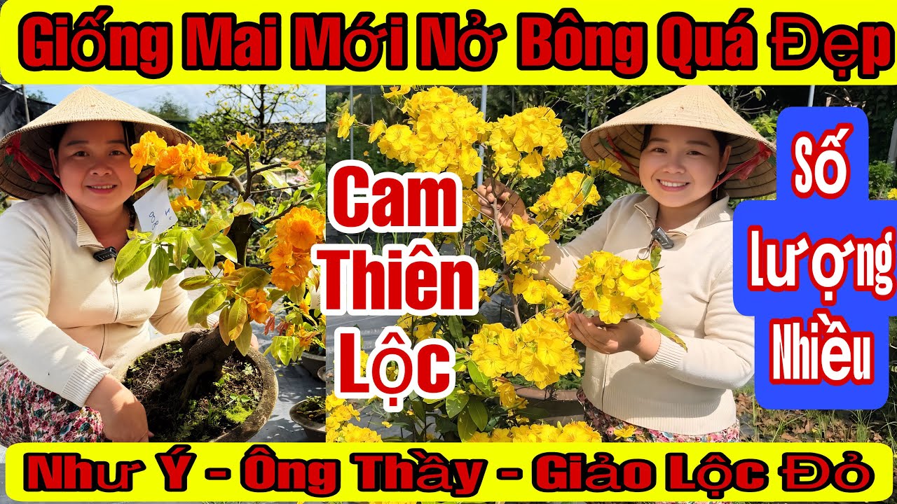 12/3☎️0357410277☎️🌲Mai Vàng Giá Rẻ🌲Cam Thiên Lộc-Như Ý-Giảo Lộc Đỏ-Bạch Mai Đọt Đỏ...🌲