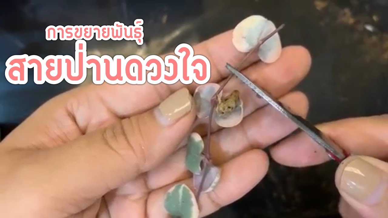 [ Rookie P ] EP5  How to การขยายพันธุ์ สายป่านดวงใจ Propacation Ceropegia Woodii | String of Heart